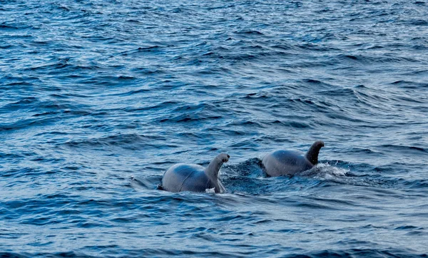 Dolphins in the ocean near the Vila Franca do Campo