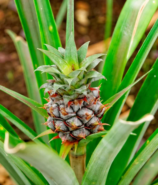 Pineapples growing on a pineapple plantation