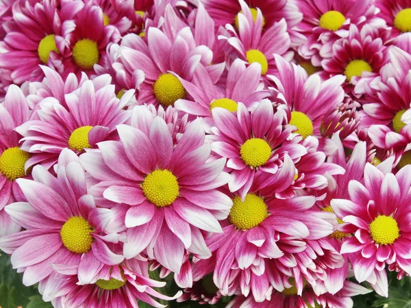 Purple Chrysanthemum