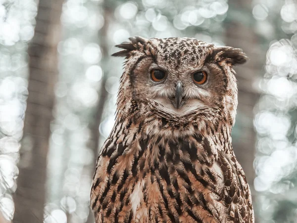 Owl looking directly at the camera.