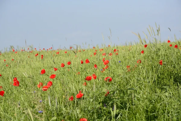 Rural landscape - red poppies