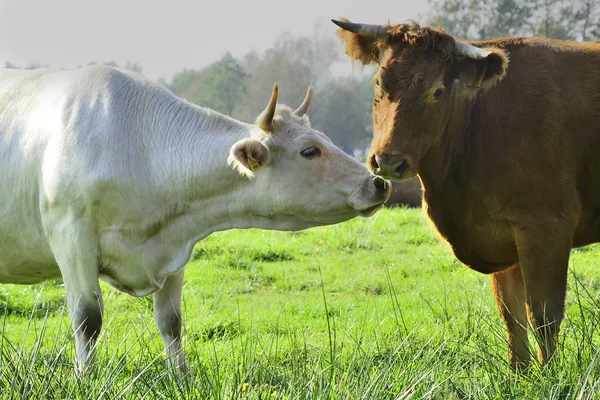 Beautiful cows and bulls on a green field