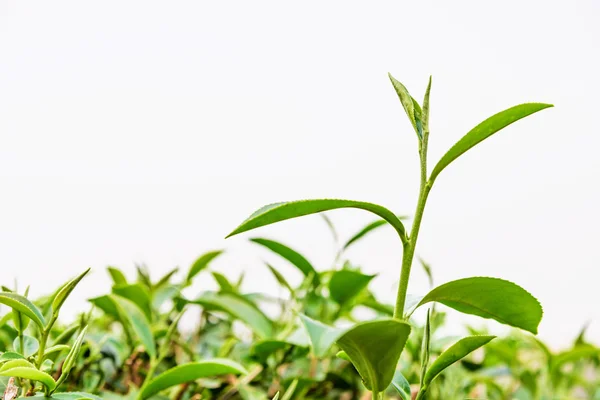 Green tea leaf isolated.