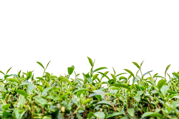 Green tea leaf isolated.