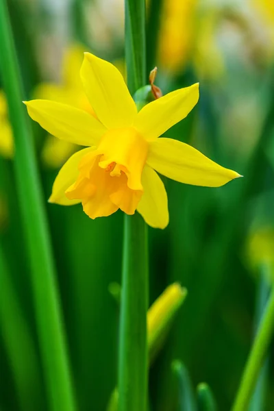 Yellow Daffodil.