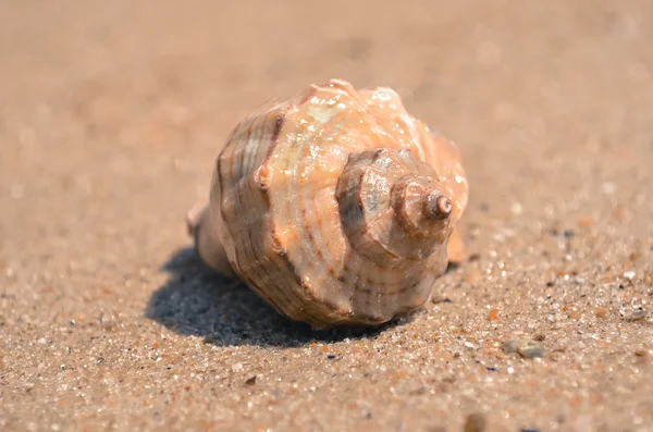Round shell on the seashore