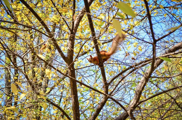 Squirrel jumps in the autumn trees