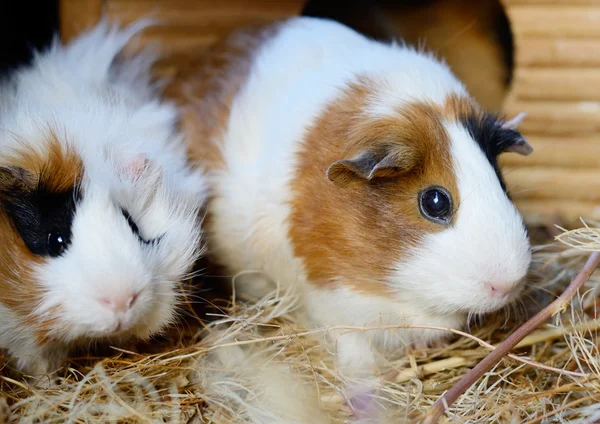 Cute Red and White Guinea Pig Close-up. Pet in its House