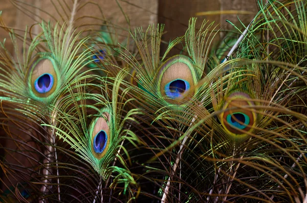 Beautiful Peacock feathers. Bird feather background