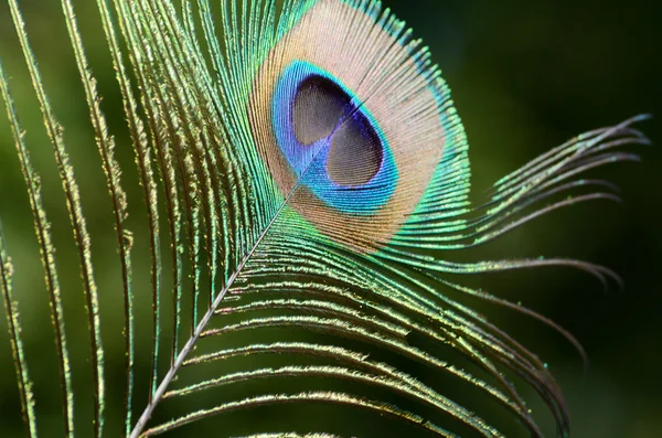 Peacock feather close up. The beautiful and divine bird of India, a wealth symbol