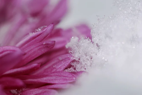 Pink flower petals and snow. Holiday seasonal background