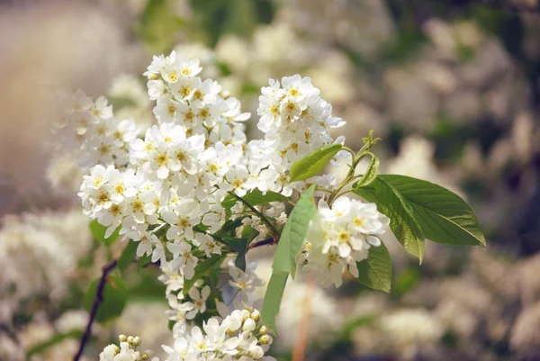 Bird-cherry tree flowers. Floral background