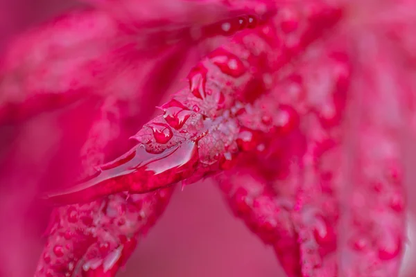 Red leaf with dew drop