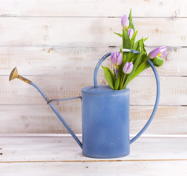 Watering can with tulips