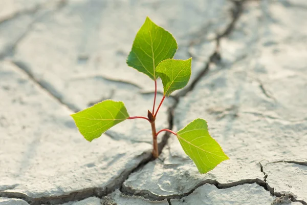 Young plant growing through the ground