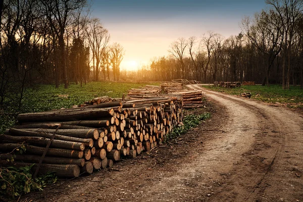 Deforestation industry in the forest