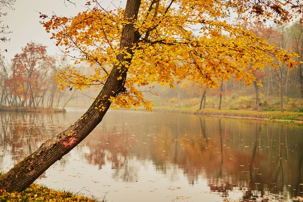 Lake in autumn park