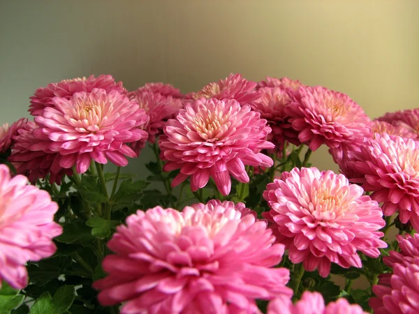 Purple chrysanthemums. Beautiful background of fresh autumnal flowers