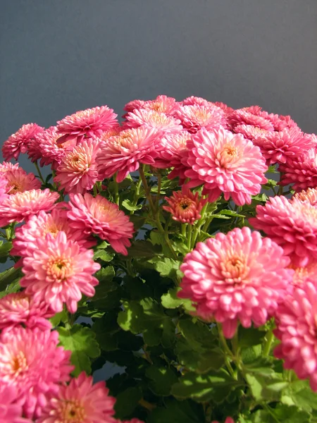 Purple chrysanthemums. Beautiful background of fresh autumnal flowers