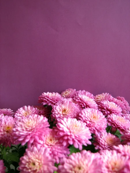 Purple chrysanthemums. Beautiful background of fresh autumnal flowers
