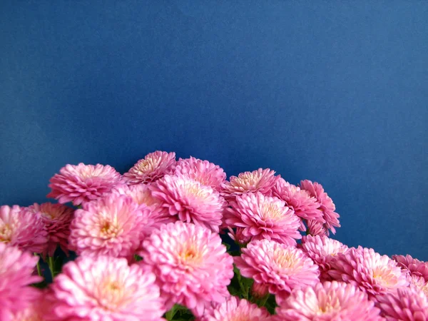 Purple chrysanthemums. Beautiful background of fresh autumnal flowers