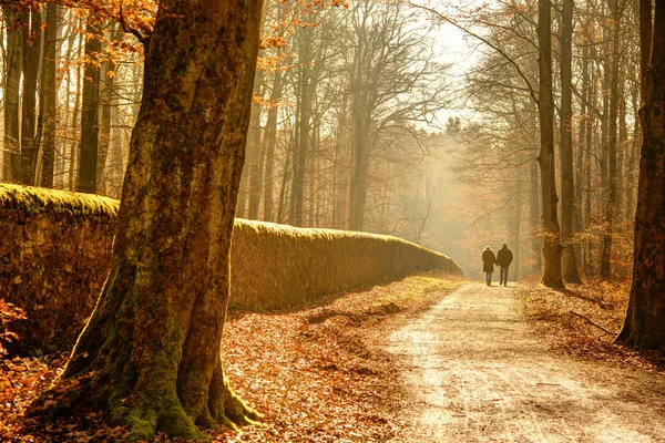 Autumn Couple in Woods