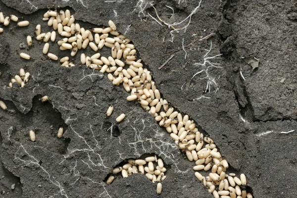 Ant larvae