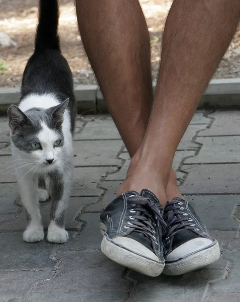 Spotted cat near the man\'s feet in sneakers. Friendship man and