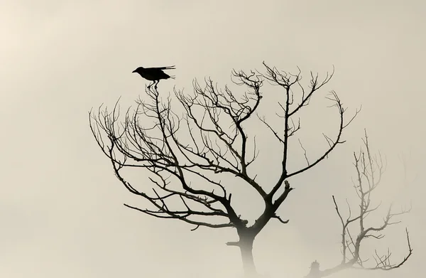 Silhouette bird crow on a dry tree without leaves. Sepia
