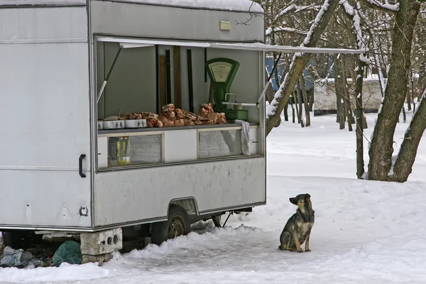 Hungry dog in winter looking at the old van selling meat. The pi