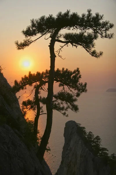 Pine tree growing on a cliff above the sea on the background of