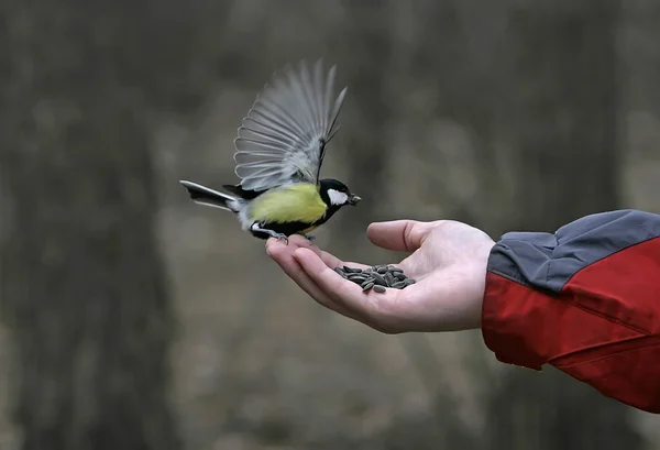 Human hand feeding the bird a bird seeds. Caring for animals.