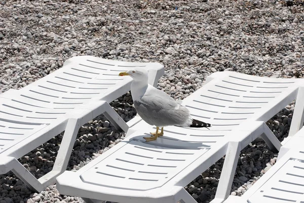 The end of the holiday season. Seagull sitting on the empty deck chair by the sea.