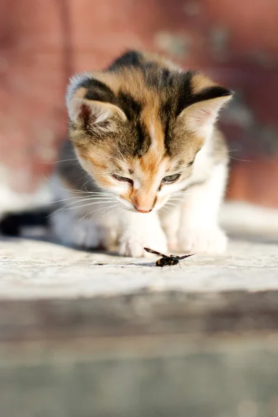Little kitten playing with a butterfly