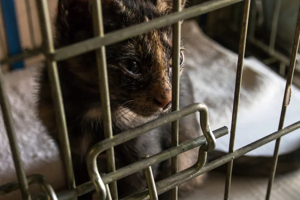 Kitten looking out from behind the bars of his cage.