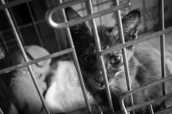 Kitten looking out from behind the bars of his cage. Black and w