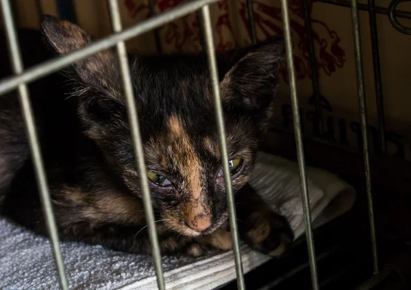 Kitten looking out from behind the bars of his cage.