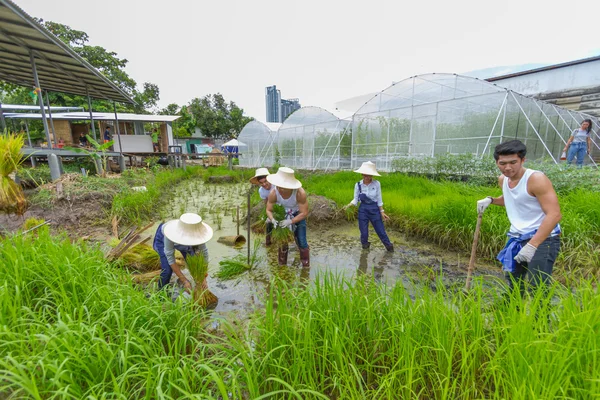 Farmer planting rice sapling on rice paddy field