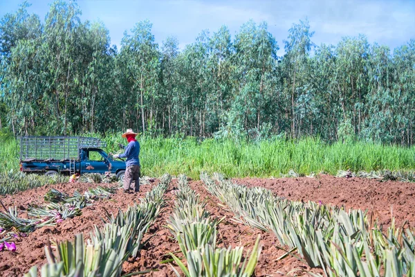 Agricultural Farm workers  pineapple field
