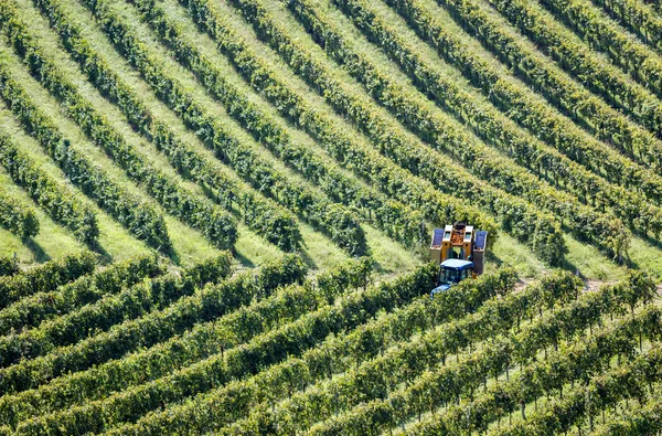 Grape harvest machine in an italian vineyard