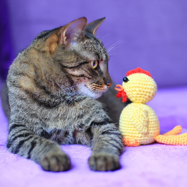 Cat and a toy