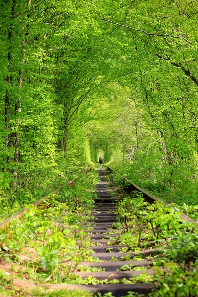 Green tunnel in the forest