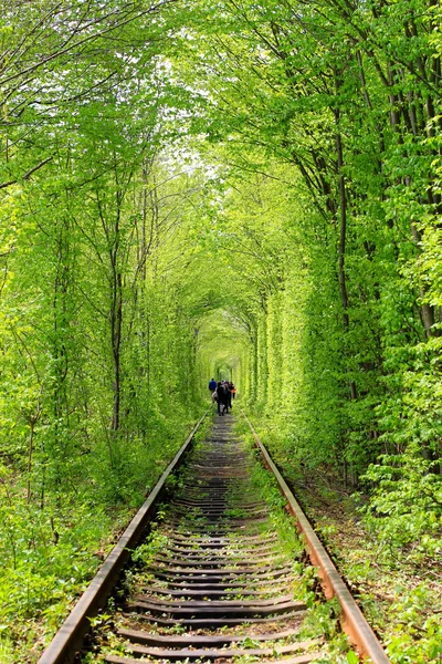 Green tunnel in the forest