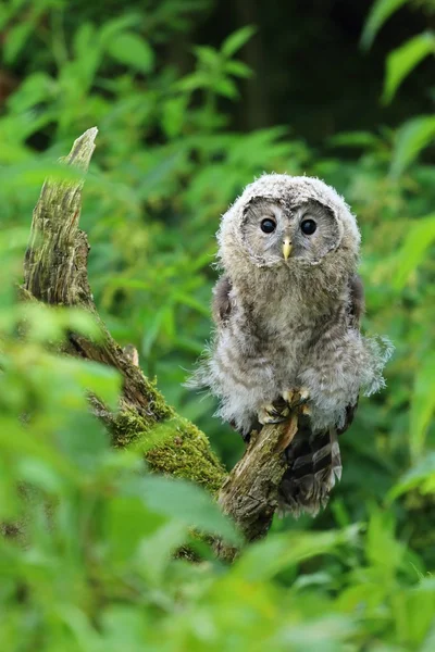 Young nordic tawny owl