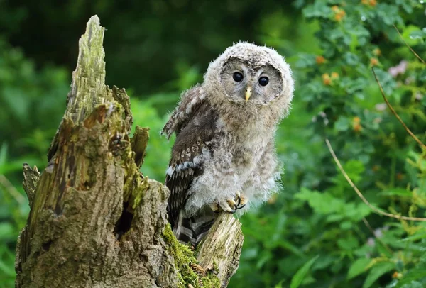 Nordic tawny owl