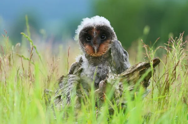 Ugly baby owl Tyto alba