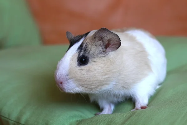 Guinea pig on pillow