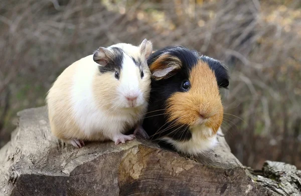 Guinea pig friends