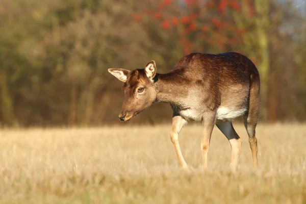 Fallow deer female walking