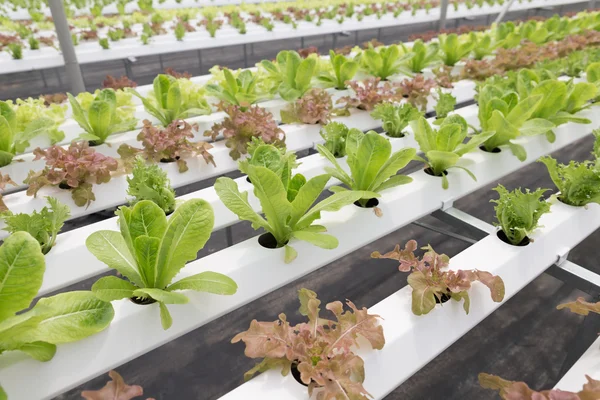 Hydroponic lettuce vegetable growing in agriculture farm